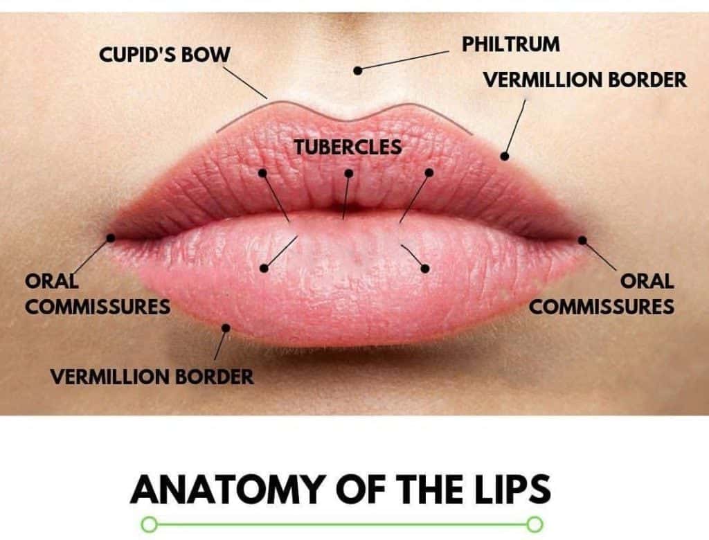 Types of Lips anatomy of lips